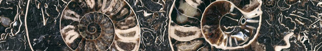 Ammonites (Asterocerus obtusum)